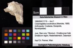 Foto (Objket + Etiketten) von Diogenidae indet. 